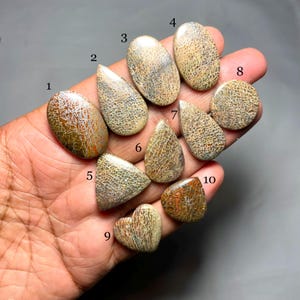 Dinosaur Bone Jasper Cabochon, Dinosaur Bone Jasper Natural Stone for Making Jewelry, AAA Dinosaur Loose Gemstone