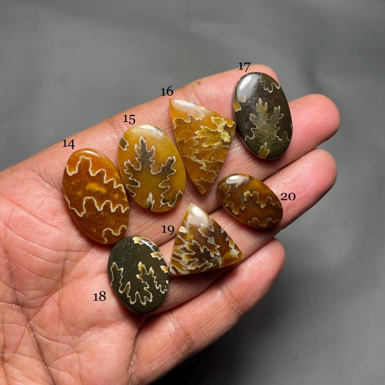May include: A collection of polished fossil ammonite specimens in various shapes and sizes. The fossils display intricate patterns in shades of brown, tan, and cream, with visible internal structures. The specimens are held in a hand against a dark background.