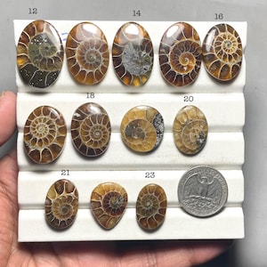 Naturlig Ammonit Cabochon, Ammonit Lös Ädelsten