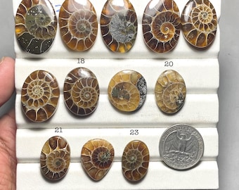 Natural Ammonite Cabochon, Ammonite Loose Gemstone