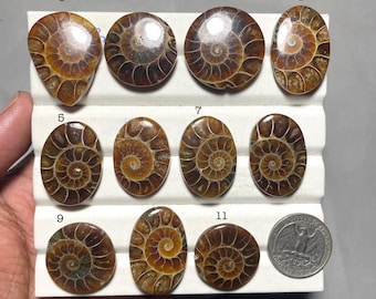 AAA Ammonite Cabochon: Natural Gemstone for Jewelry