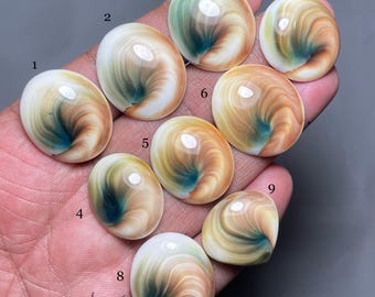 Natural Shiva Eye Shell Cabochon: AAA Quality Gemstone