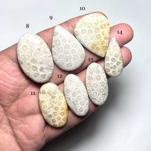 May include: Assortment of eight fossilized coral cabochons in various shapes and sizes. The cabochons are a light beige color with a white, floral pattern. The cabochons are numbered 8 through 14.