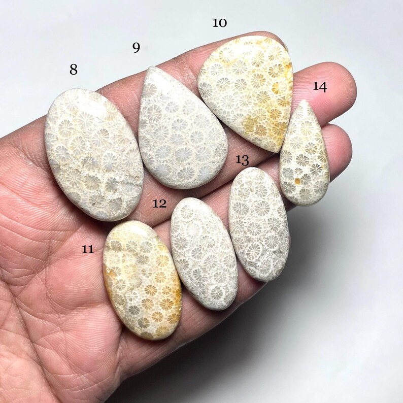 May include: Assortment of eight fossilized coral cabochons in various shapes and sizes. The cabochons are a light beige color with a white, floral pattern. The cabochons are numbered 8 through 14.
