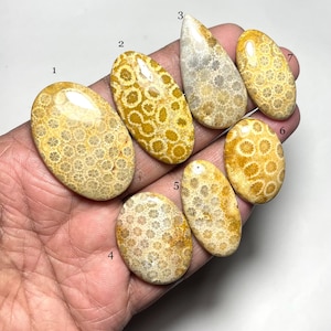 May include: Seven fossilized coral cabochons in various shapes and sizes, with a white and yellow color scheme. The cabochons are arranged in a row on a hand.