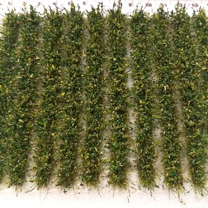 May include: A sheet of green and yellow model railroad grass tufts, arranged in rows on a white surface. The tufts are approximately 1 inch in length.