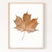 see more listings in the Botanical Prints section