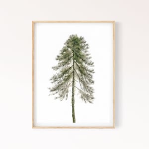 Pine Tree Printable Wall Art, Evergreen Scandinavian Conifer Tree Watercolor Painting, Minimalist Nature Digital Print Download