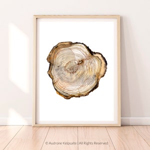May include: A watercolor painting of a tree trunk cross-section, showing the rings of the tree. The rings are a light brown color, with darker brown lines running through them. The background is white.