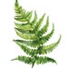 Fern Printable Wall Art Set of 2 Modern Botanical Greenery - Etsy