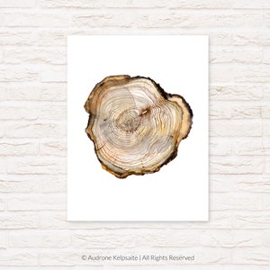 May include: A close-up of a tree trunk cross-section, showing the rings and texture of the wood. The wood is a light brown color with darker brown rings.