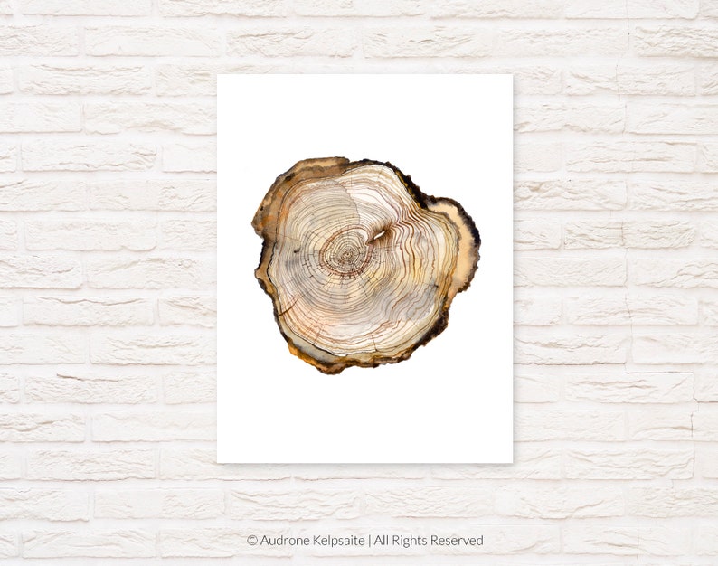 May include: A close-up of a tree trunk cross-section, showing the rings and texture of the wood. The wood is a light brown color with darker brown rings.