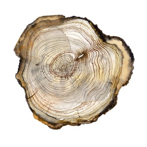 May include: A watercolor painting of a tree trunk cross section, showing the rings and texture of the wood. The colors are brown, beige, and white.