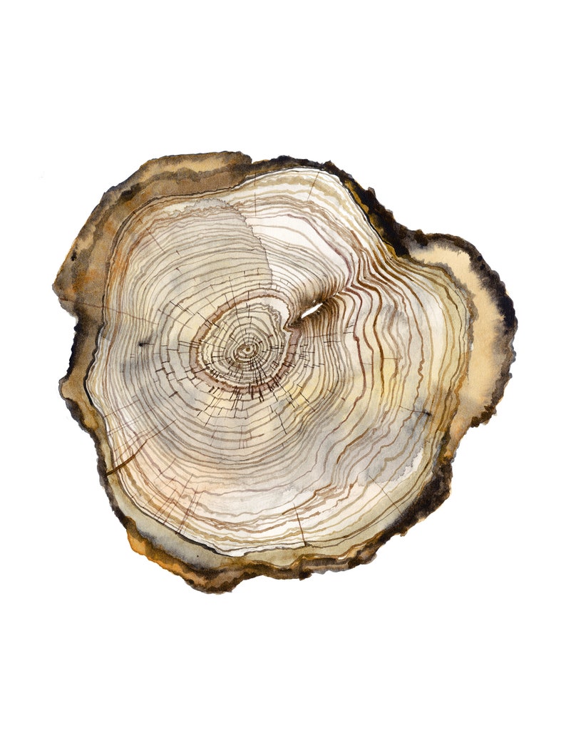 May include: A watercolor painting of a tree trunk cross section, showing the rings and texture of the wood. The colors are brown, beige, and white.