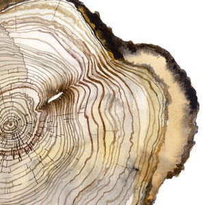K&ouml;nnte beinhalten: Nahaufnahme eines Baumstammquerschnitts, der die Ringe und die Textur des Holzes zeigt. Das Holz ist hellbraun mit dunkleren braunen Ringen. Die R&auml;nder des Querschnitts sind etwas dunkler.