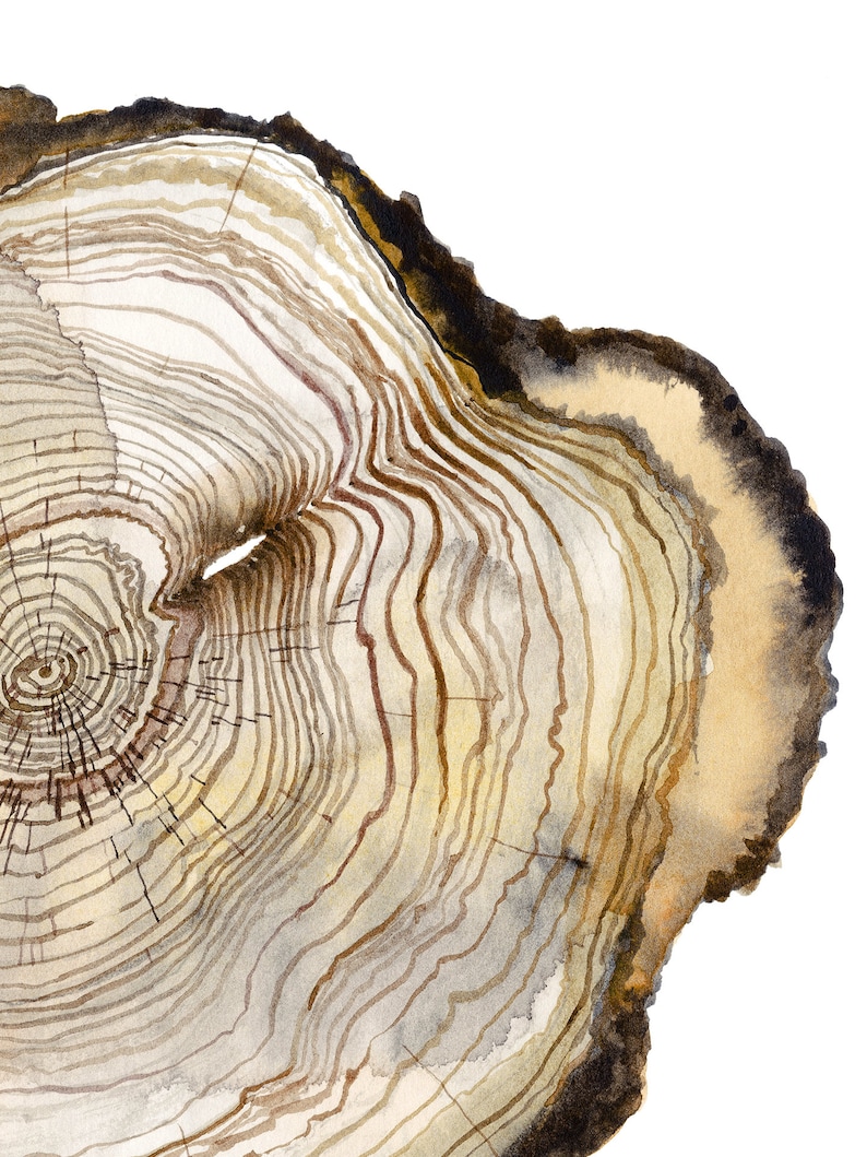 K&ouml;nnte beinhalten: Nahaufnahme eines Baumstammquerschnitts, der die Ringe und die Textur des Holzes zeigt. Das Holz ist hellbraun mit dunkleren braunen Ringen. Die R&auml;nder des Querschnitts sind etwas dunkler.