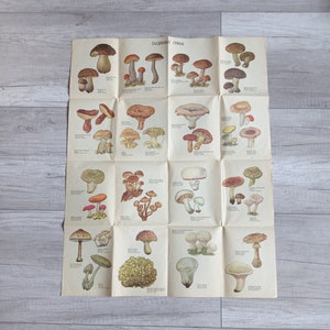 Vintage Fungi Identification Poster: 1976 USSR Botanical Print