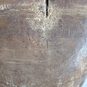 May include: A close-up of a wooden surface with numerous small holes, likely from insect damage. The wood is a dark brown color and has a rough texture.