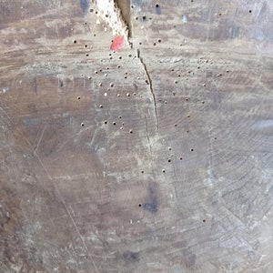 May include: Close-up of a wooden surface with a crack running down the center. The surface is covered in small holes, likely from insect damage. The wood is a light brown color.