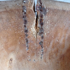 May include: A close-up of a wooden bowl with a crack down the center. The bowl is made of light brown wood and has a rough texture. There are several small holes in the wood, likely from insects.