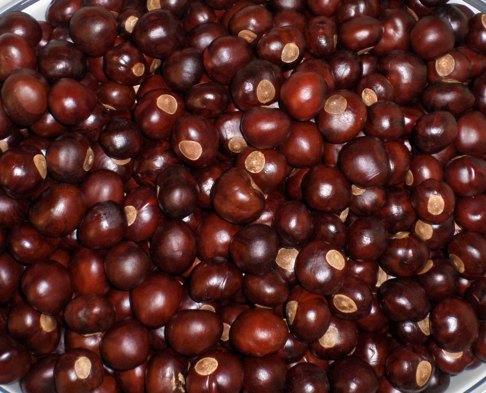 BUCKEYE NUTS Ohio State Grown Lucky Buckeyes 100 nuts Etsy