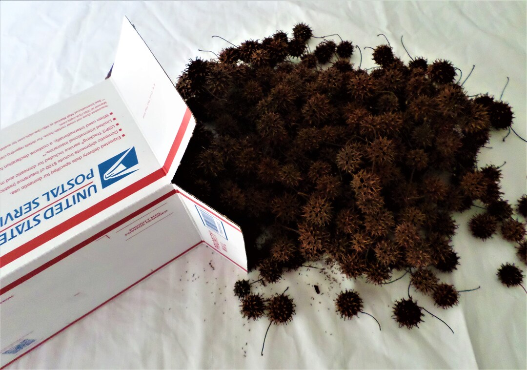 250 Sweet Gum Balls for Crafts, Wreaths, Potpourri, Mulch, & More Etsy