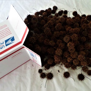 250+ Sweet Gum Balls for Crafts, Wreaths, Potpourri, Mulch, & More