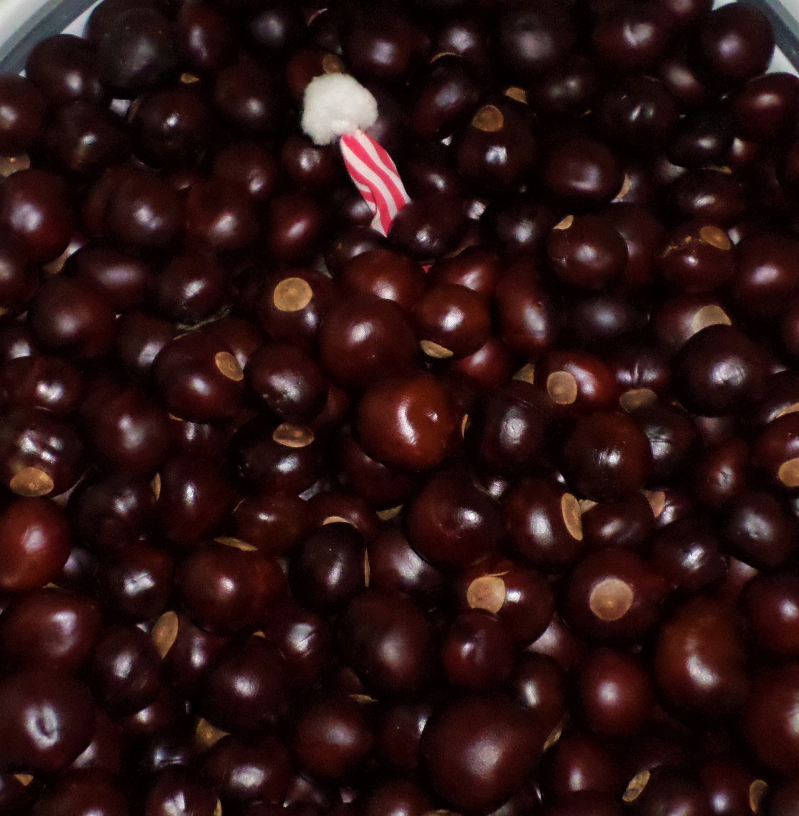 BUCKEYE NUTS Ohio State Grown Lucky Buckeyes 100 nuts Etsy