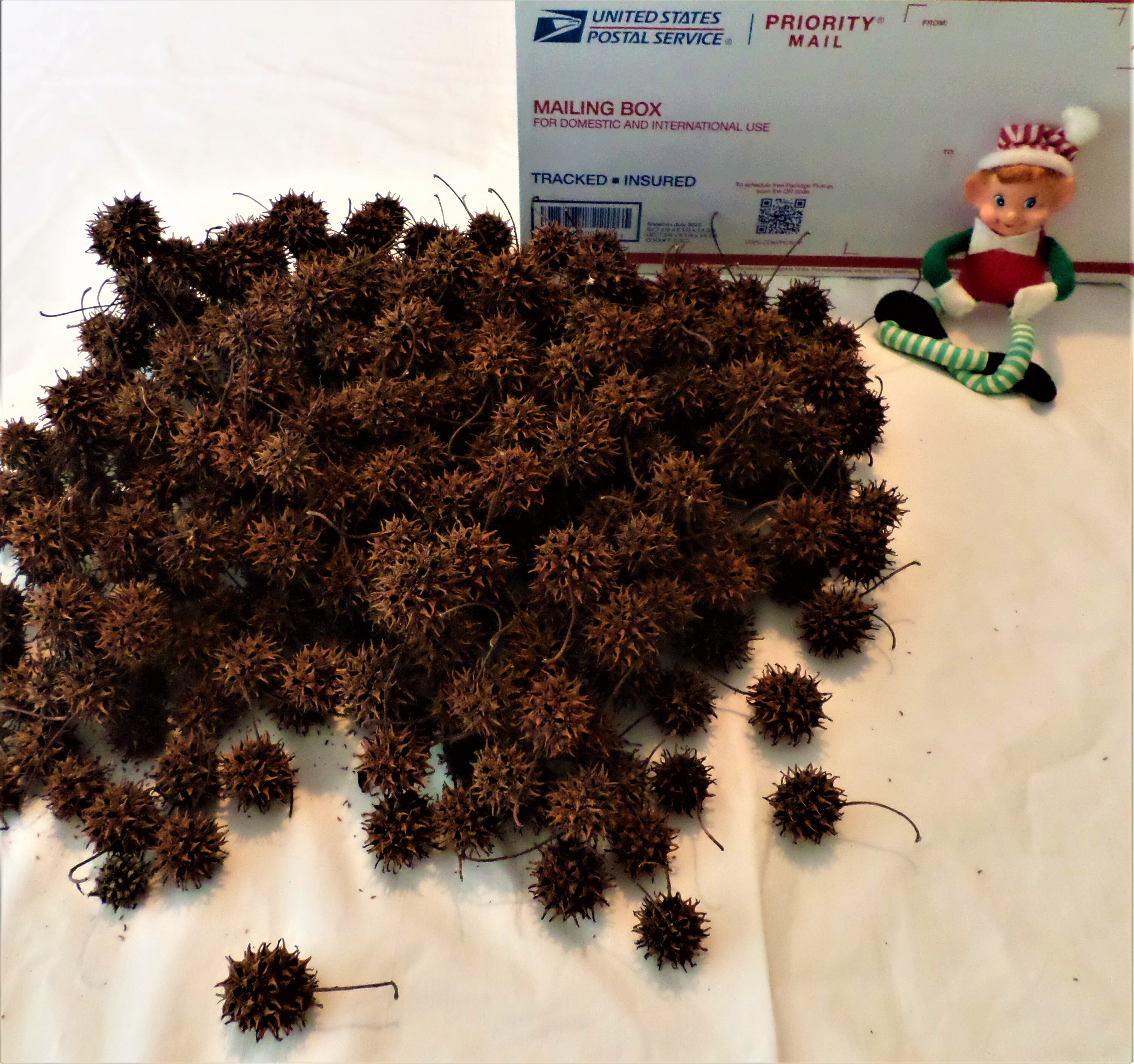 250 Sweet Gum Balls for Crafts, Wreaths, Potpourri, Mulch, & More Etsy