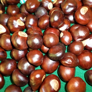 May include: A close-up shot of a pile of shiny, dark brown horse chestnuts. Each chestnut has a smooth, rounded shape with a lighter-colored, circular scar. The chestnuts are scattered on a green surface, creating a natural, autumnal theme.