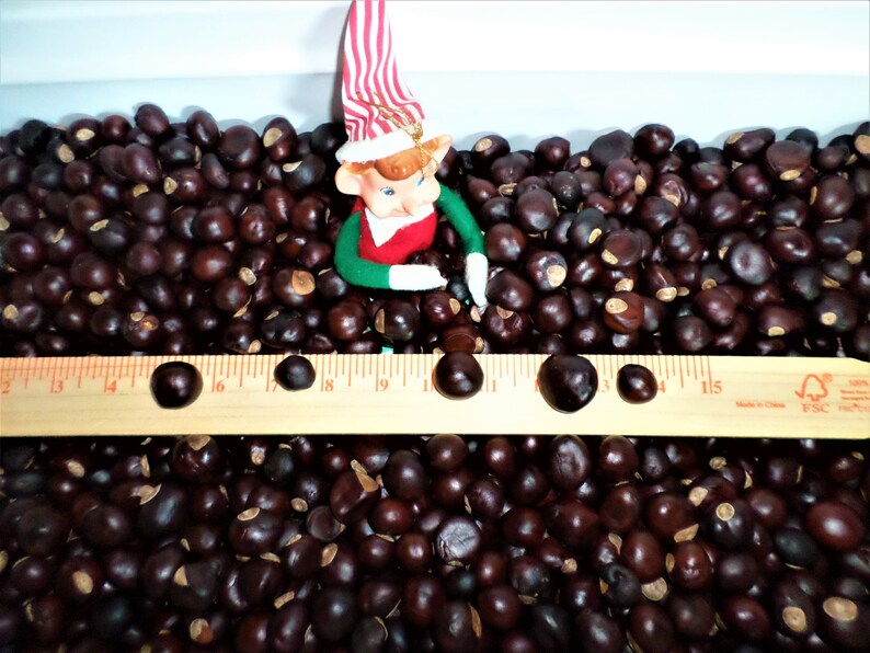 100 Buckeye Nuts OHIO STATE Grown Lucky Buckeyes Etsy