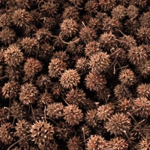 2500 Sweet Gum Balls   crafts, wreaths, mulching, even hermit crab food