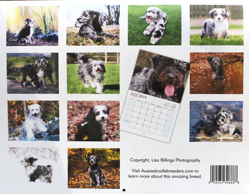 2019 Aussiedoodle Wall Calendar Etsy