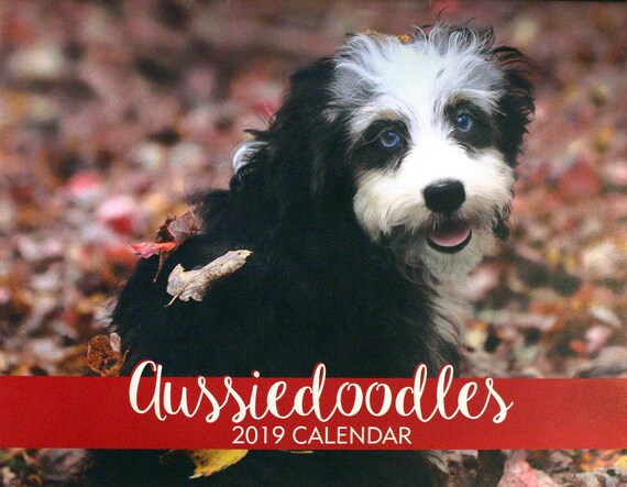 2019 Aussiedoodle Wall Calendar | Etsy