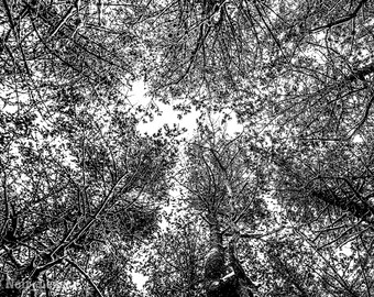Nackte Winterbäume (Fotodruck)