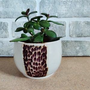 May include: A small green succulent plant in a white ceramic pot with a brown textured design.