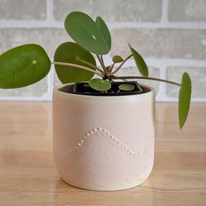 May include: A small Pilea peperomioides plant with round, vibrant green leaves growing in a light pink ceramic planter. The planter features a subtle, textured wave pattern of raised dots around the upper portion of its cylindrical body.
