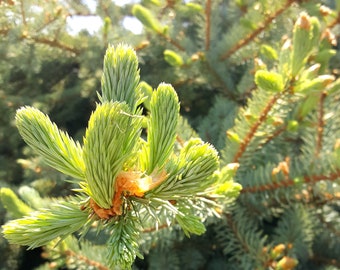 Montana Grown Spruce Tips: 4 oz - 5 pounds