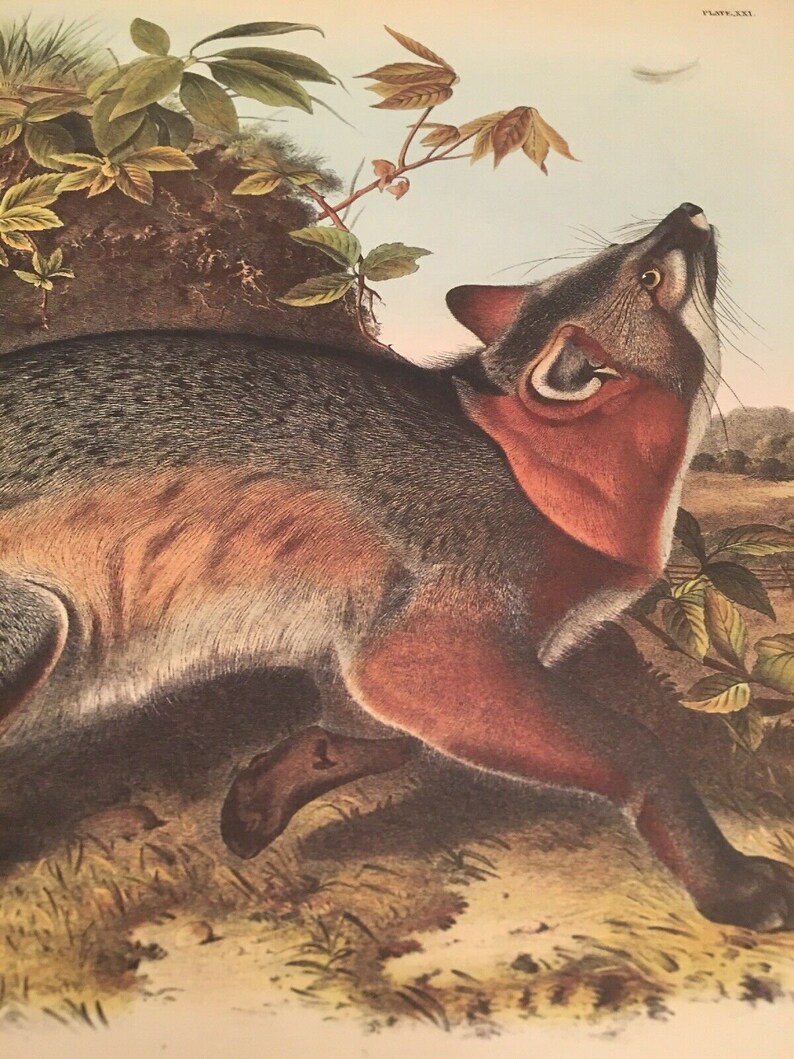 Audubon Animal print poster Grey Fox suitable for framing | Etsy