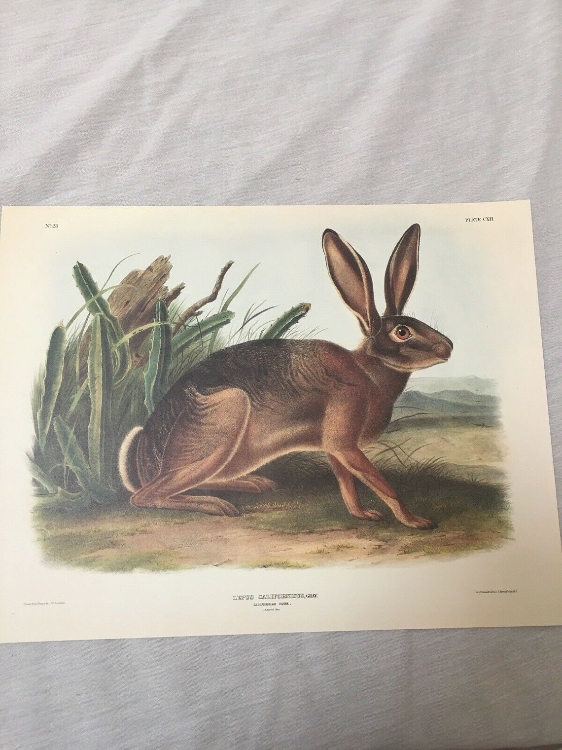 Audubon Animal Print Poster Californian Hare 13 X 10 | Etsy