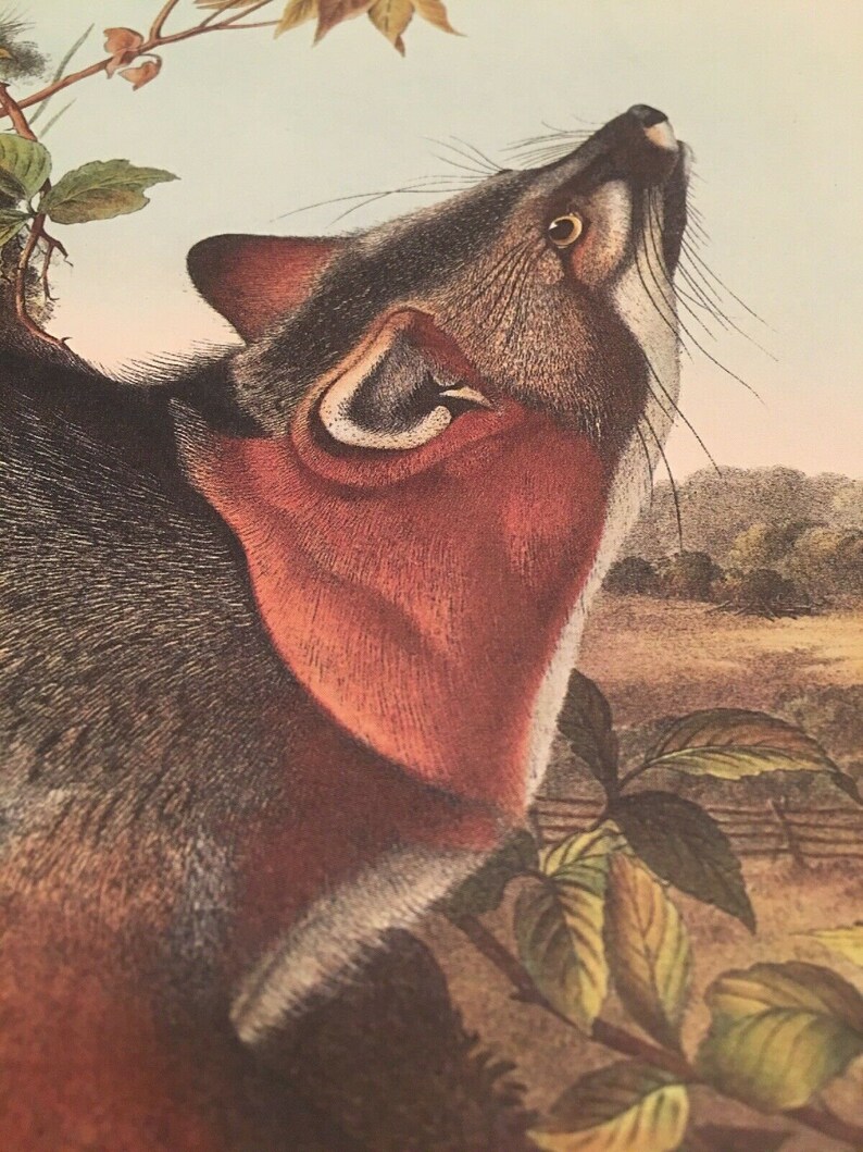 Audubon Animal print poster Grey Fox suitable for framing | Etsy