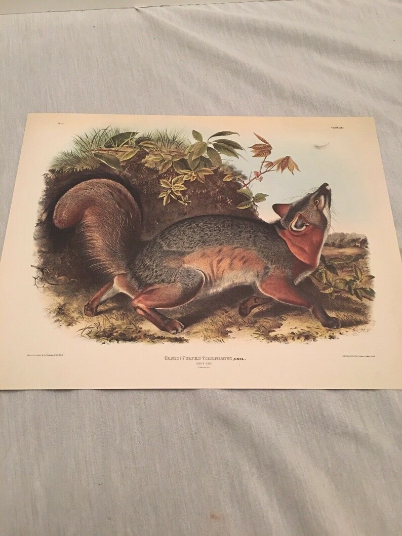 Audubon Animal print poster Grey Fox suitable for framing | Etsy