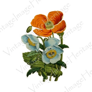 Coquelicot (Papaver pilosum), Illustration botanique des années 1800, Téléchargement numérique, Image, Clipart pour l'artisanat personnel et commercial
