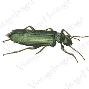 Blister Beetle (Cantharide) 1909 Adolphe Millot Illustration, Digital Download, Image, Clipart for Personal and Commercial Crafting