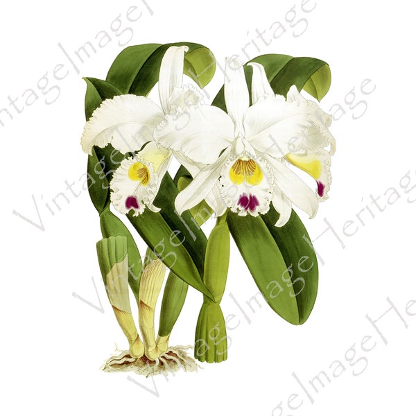 Orchid (Cattleya Morganae),1927 Botanical Illustration, Digital Download, Image, Clipart for Personal and Commercial Crafting