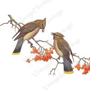 シーダーワックスウィング、イラスト、デジタルダウンロード、画像、個人および商業用のクラフト用クリップアート
