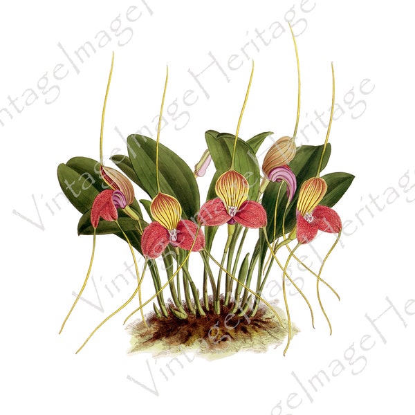 Orchid (Masdevallia Shuttleworth),1927 Botanical Illustration, Digital Download, Image, Clipart for Personal and Commercial Crafting