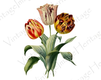 Tulip (Tulipa Gesneriana), 1800s Botanical Illustration, Digital Download, Image, Clipart for Personal and Commercial Crafting