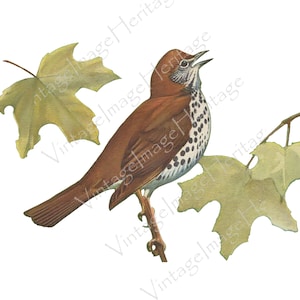 Zorzal de madera, Ilustración, Descarga digital, Imagen, Imágenes prediseñadas para la elaboración personal y comercial