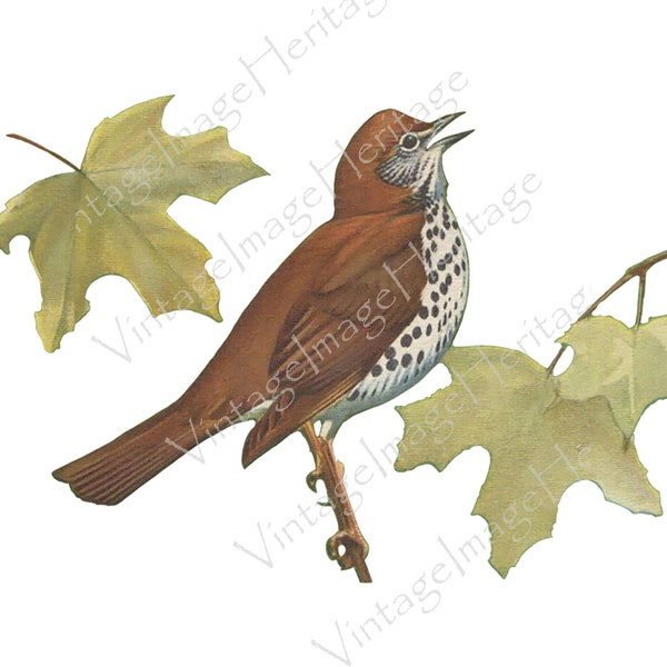 Wood Thrush, Illustration, Digital Download, Image, Clipart for Personal and Commercial Crafting